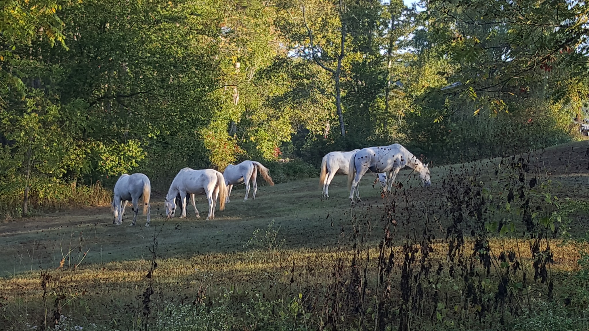 Wild horses at Echo Bluff State Park, Missouri