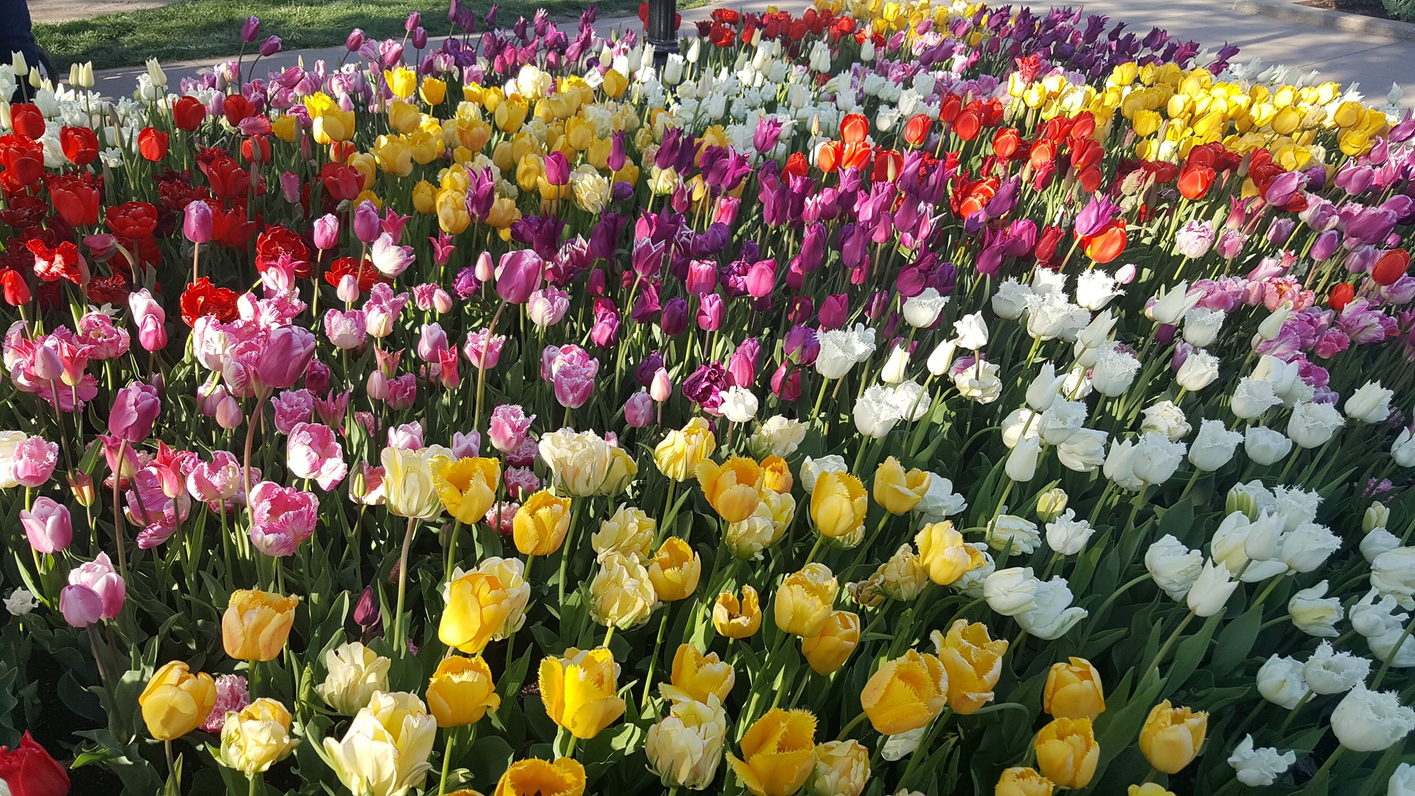Tulips in bloom